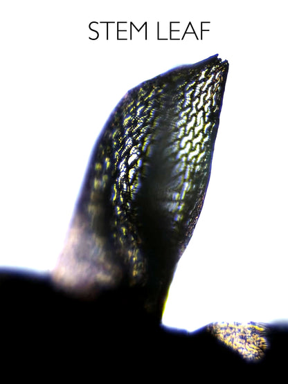 Lebendes Torfmoos: Sphagnum capillifolium (Alpenform)