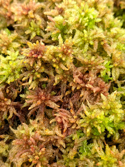 Lebendes Sphagnum: Sphagnum divinum Alpenform