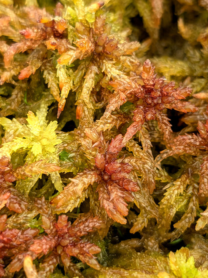 Lebendes Sphagnum: Sphagnum divinum Alpenform