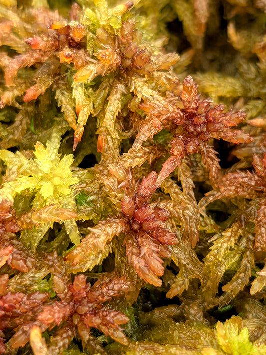 Lebendes Sphagnum: Sphagnum divinum Alpenform