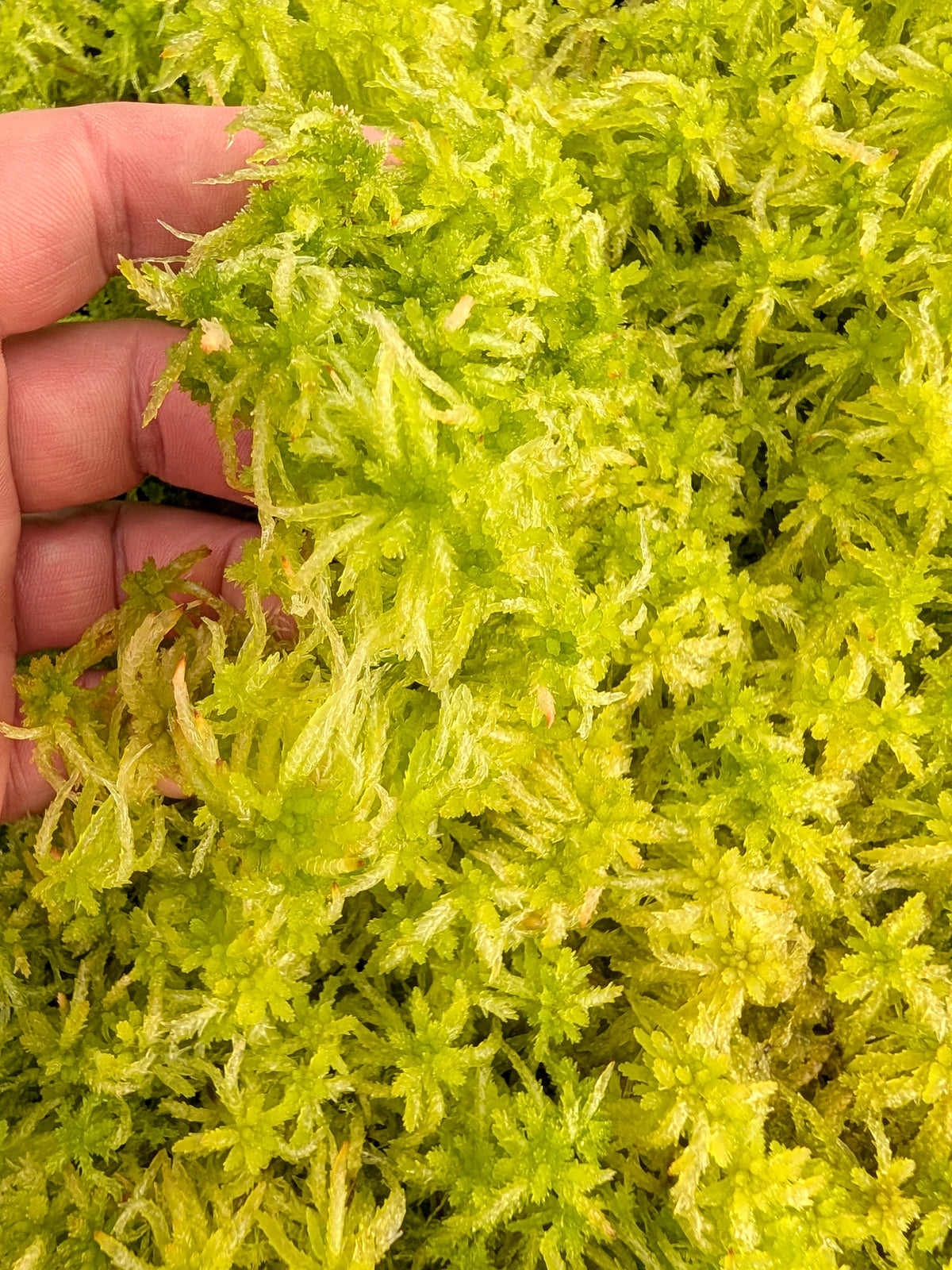 Sfagno vivo : Sphagnum palustre