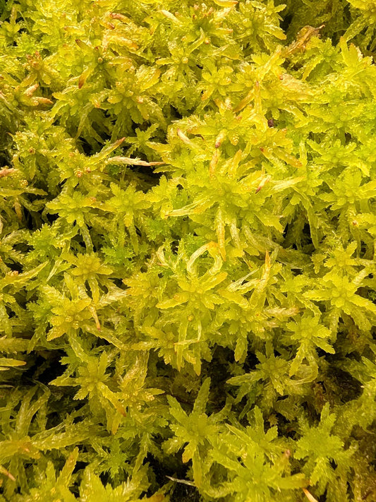 Lebendes Torfmoos: Sphagnum perichaetiale