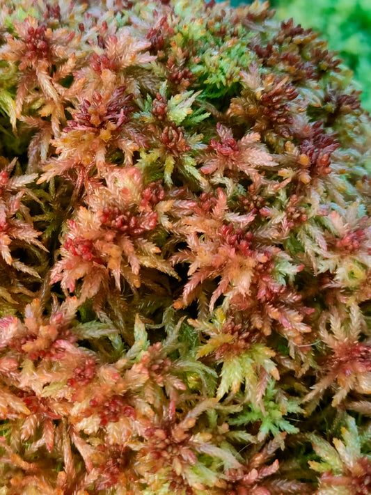 Lebendes Sphagnum : Sphagnum centrale Alpine Form
