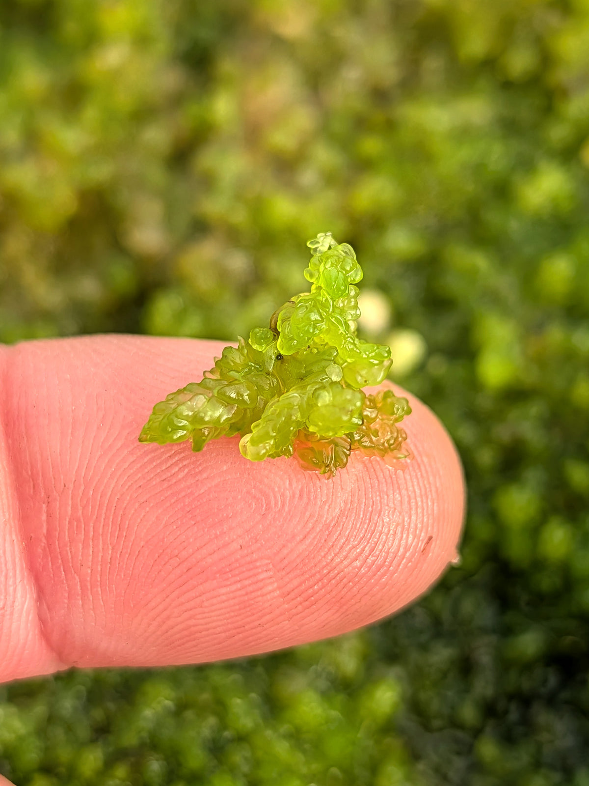 Sfagno vivo : Sphagnum compactum