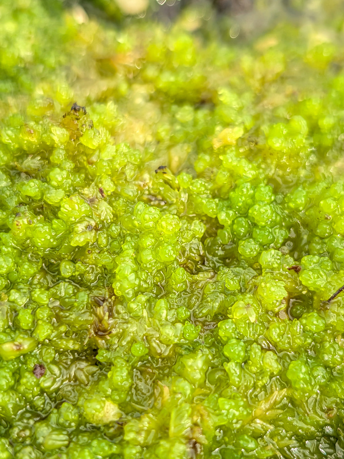Sfagno vivo : Sphagnum compactum