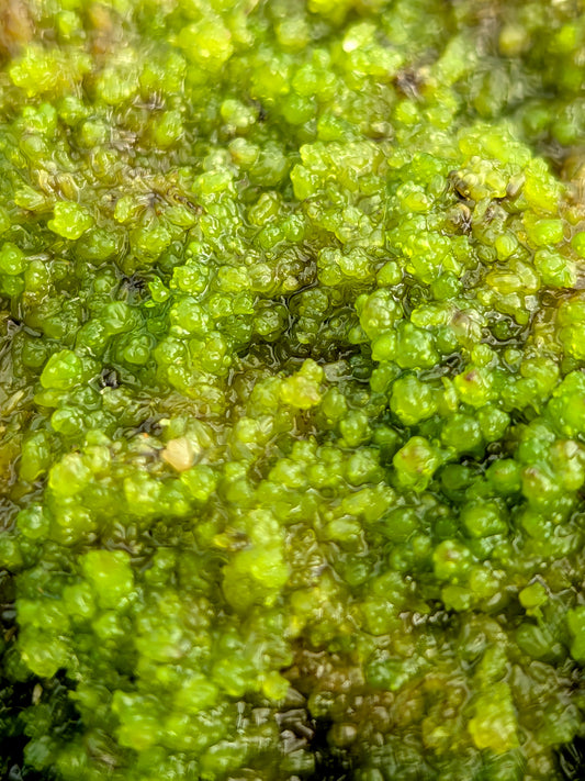 Sfagno vivo : Sphagnum compactum
