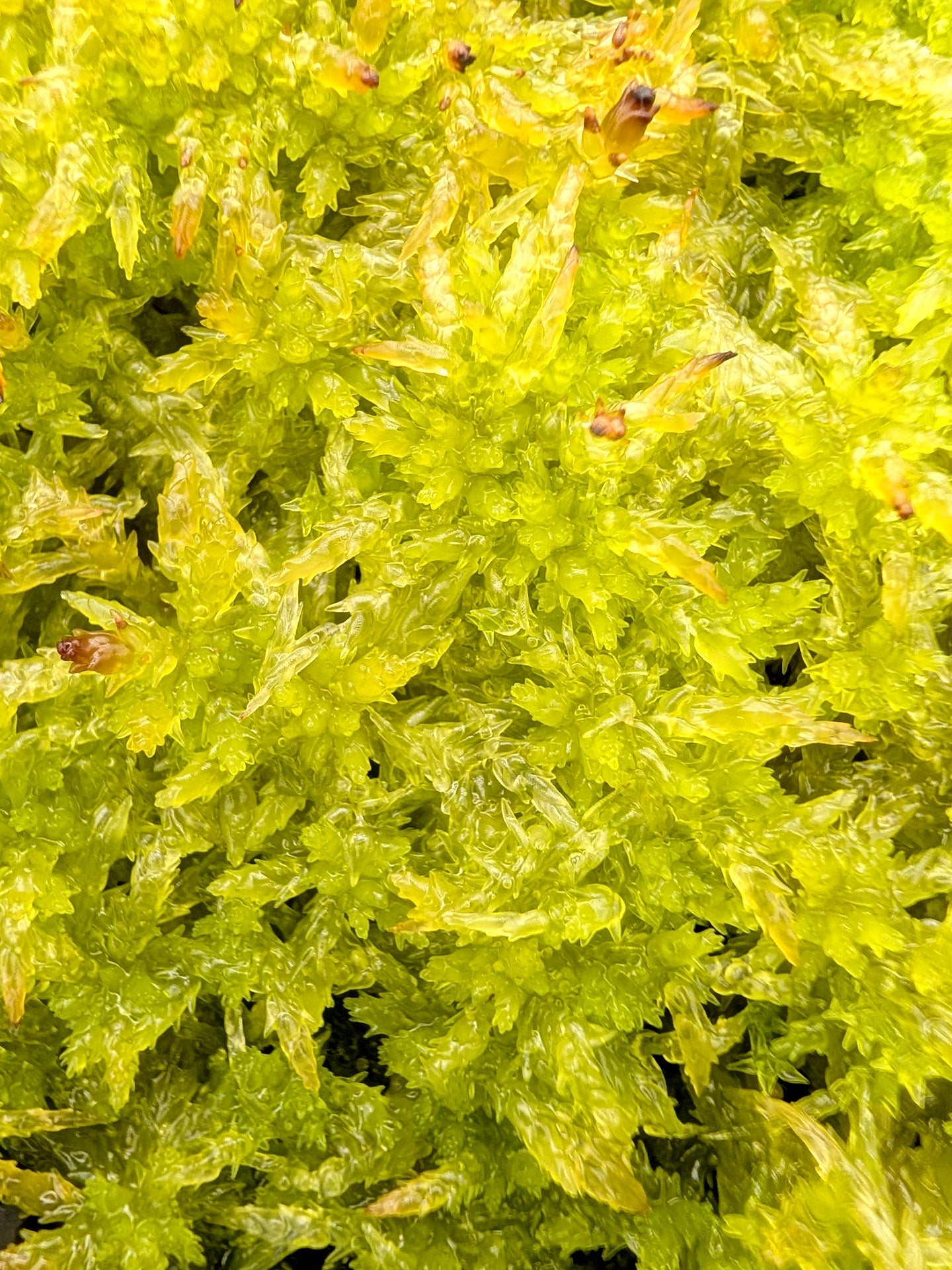 Lebendes Sphagnum: Sphagnum cristatum Neuseeland