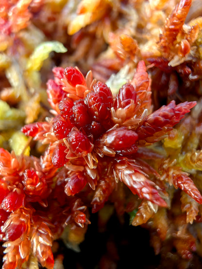 Lebendes Sphagnum: Sphagnum divinum Nordeuropäische Form