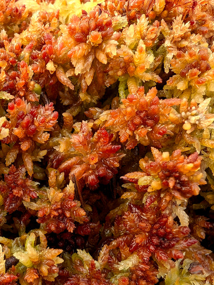 Lebendes Sphagnum: Sphagnum divinum Nordeuropäische Form