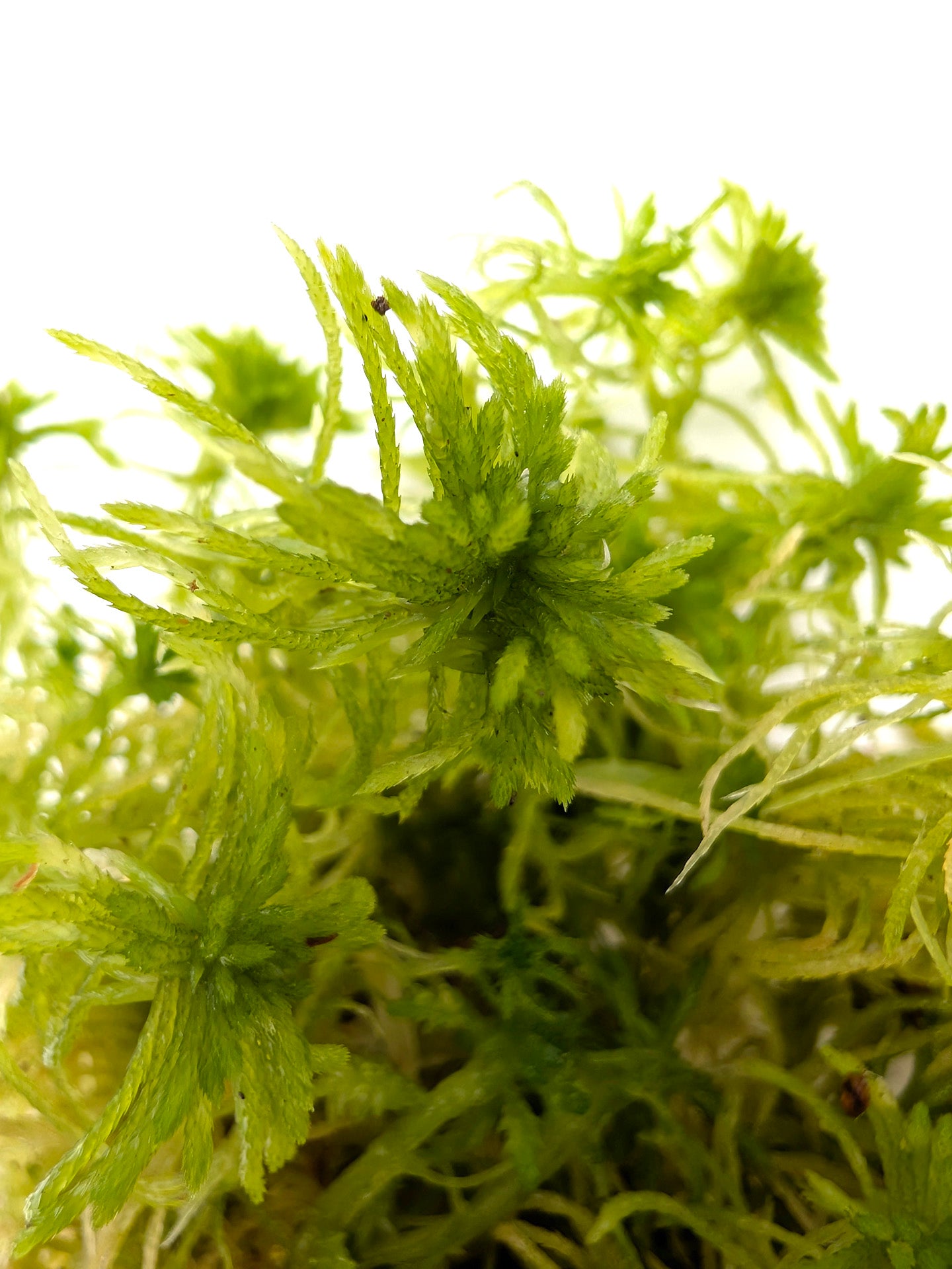 Live sphagnum - Sphagnum girgensohnii – Giardino Carnivoro