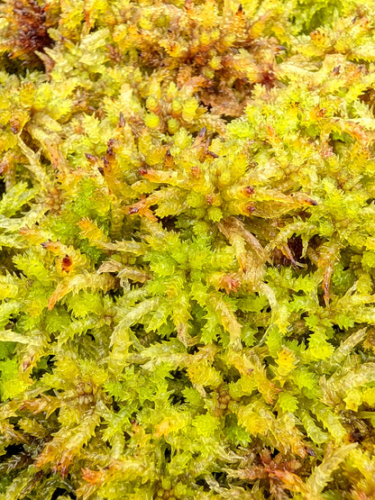 Lebendiges Sphagnum : Sphagnum magellanicum