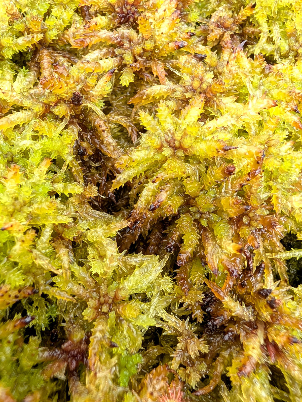 Lebendiges Sphagnum : Sphagnum magellanicum