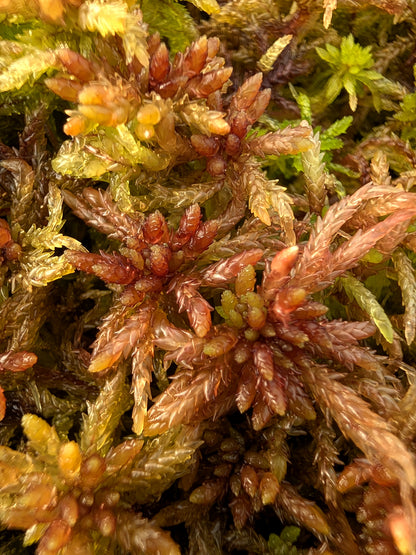 Lebendes Sphagnum : Sphagnum medium Form Alpina