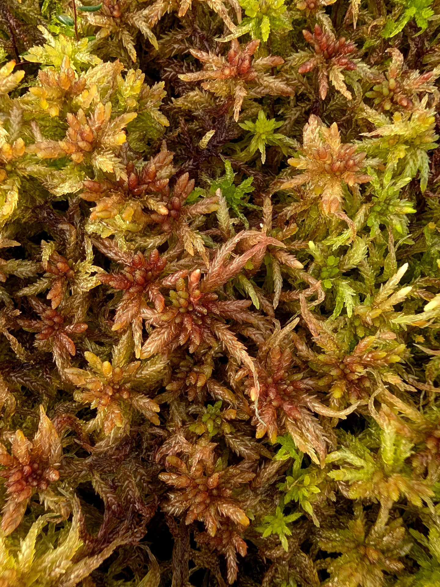 Lebendes Sphagnum : Sphagnum medium Form Alpina