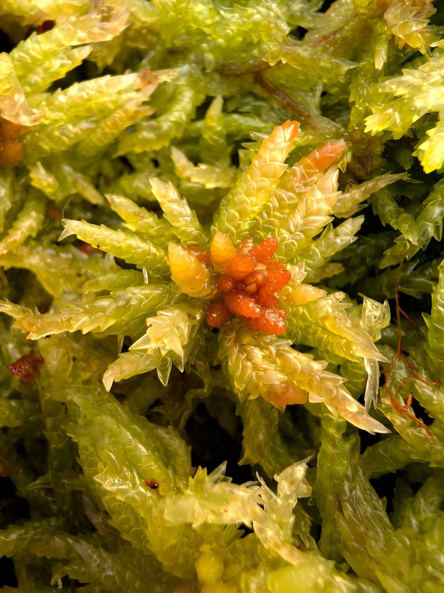 Sfagno vivo : Sphagnum palustre