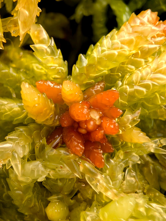 Sfagno vivo : Sphagnum palustre
