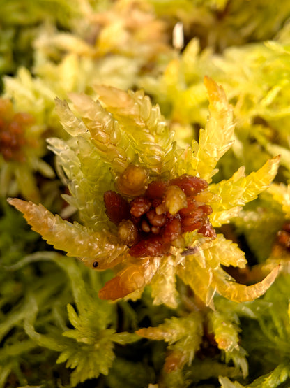 Sfagno vivo : Sphagnum palustre