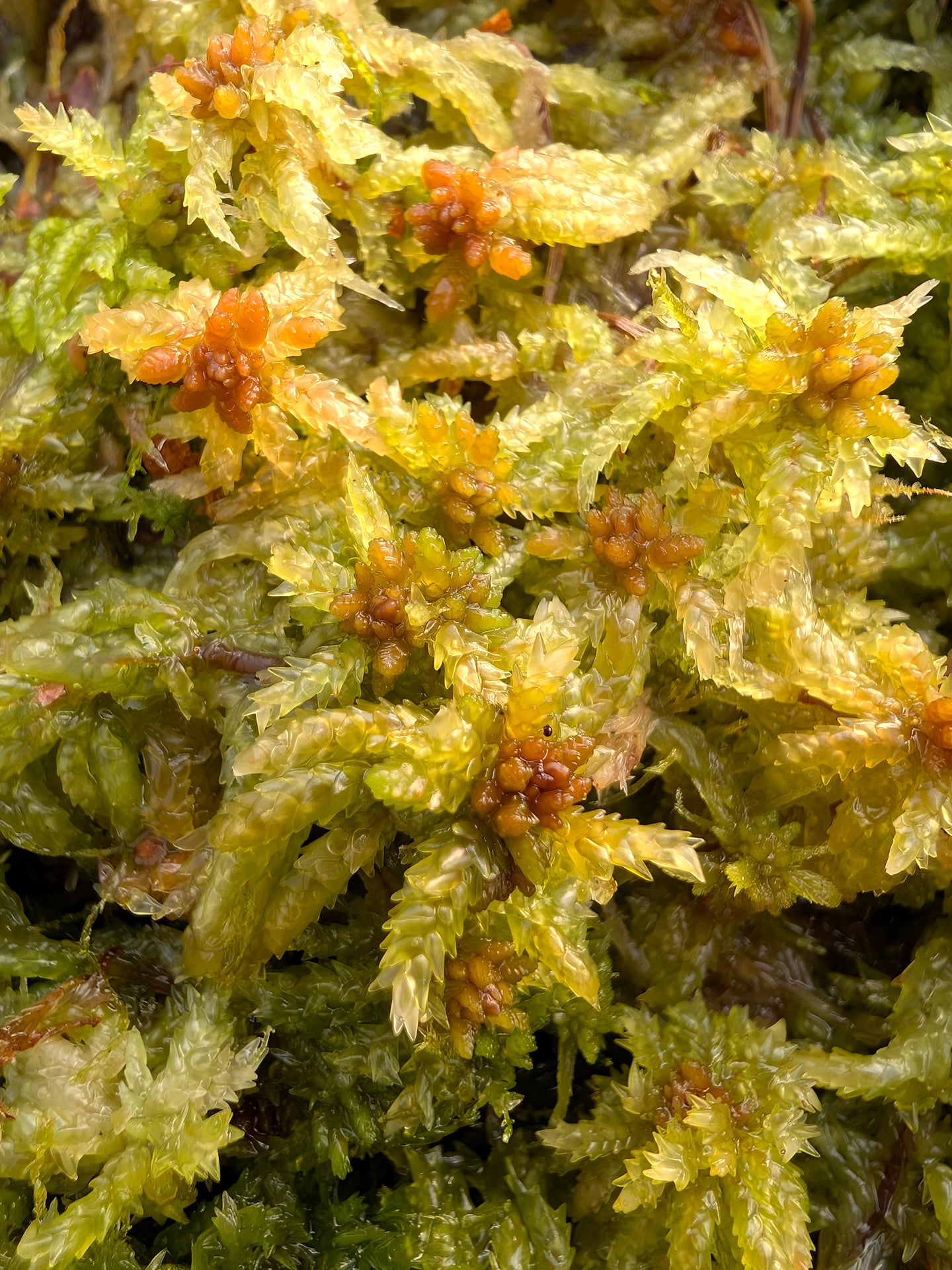 Sfagno vivo : Sphagnum palustre