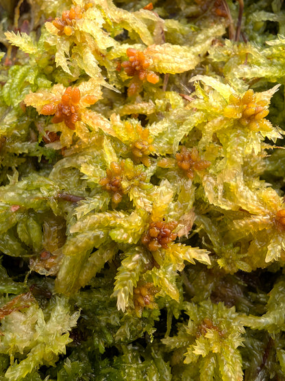 Sfagno vivo : Sphagnum palustre