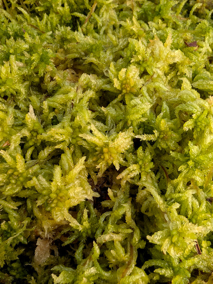 Sfagno vivo : Sphagnum palustre