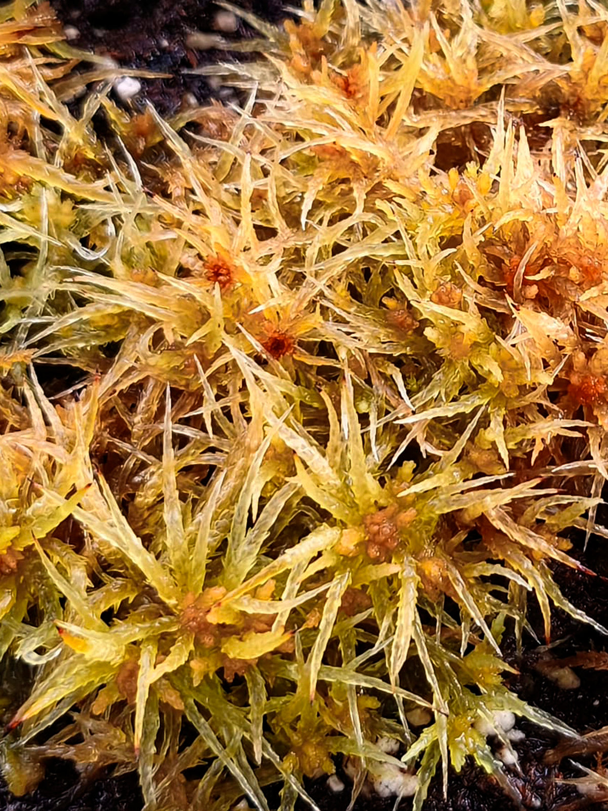Lebendes Sphagnum : Sphagnum palustre Shetland, Schottland