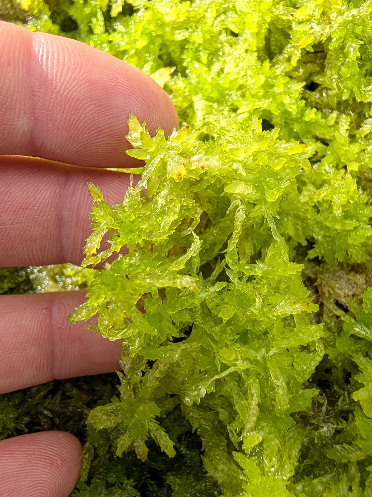 Live sphagnum : Sphagnum papillosum