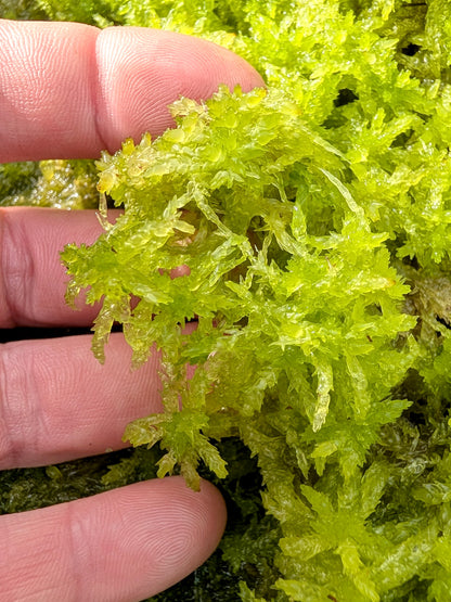 Live sphagnum : Sphagnum papillosum