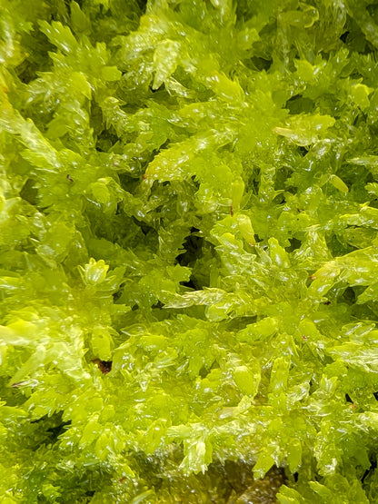 Live sphagnum : Sphagnum papillosum