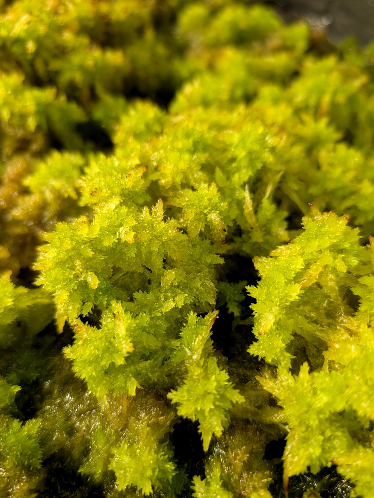 Live sphagnum : Sphagnum perichaetiale var. tabuleirense Florida, USA