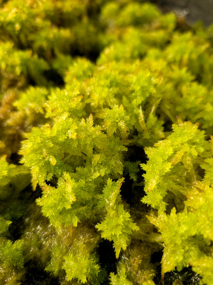 Live sphagnum : Sphagnum perichaetiale var. tabuleirense Florida, USA