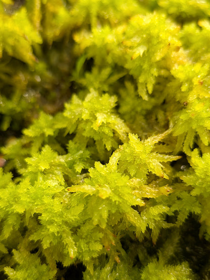 Live sphagnum : Sphagnum perichaetiale var. tabuleirense Florida, USA