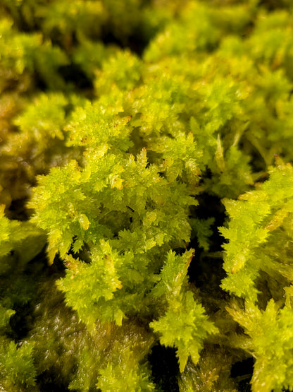 Live sphagnum : Sphagnum perichaetiale var. tabuleirense Florida, USA