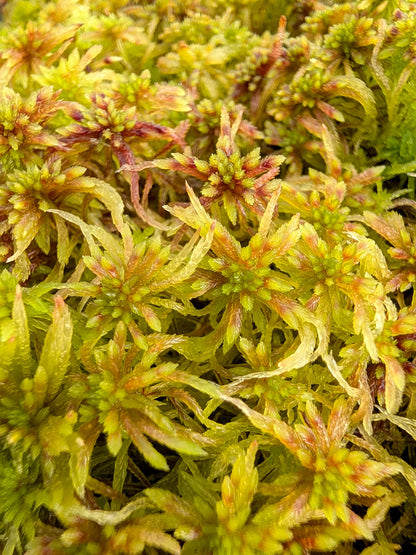 Lebendes Sphagnum : Sphagnum quinquefarium Female