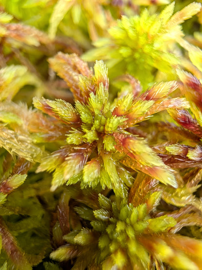 Lebendes Sphagnum : Sphagnum quinquefarium Female