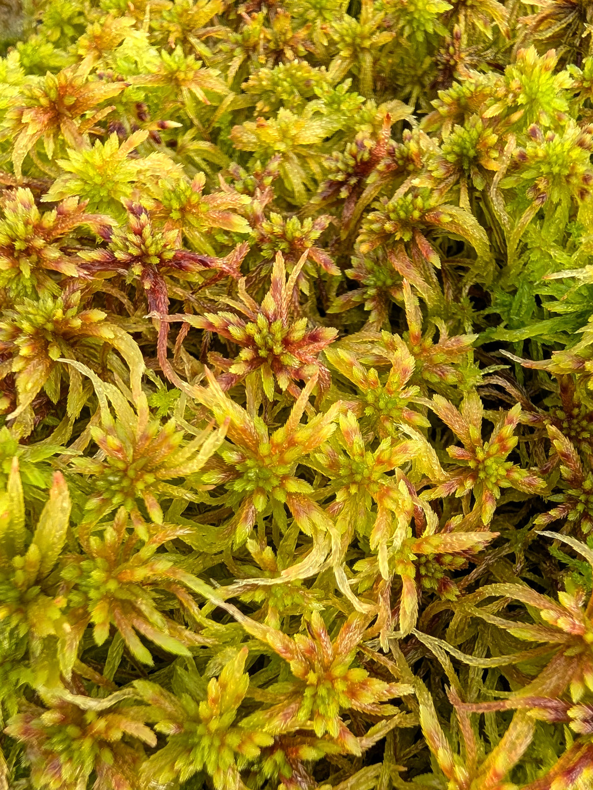 Lebendes Sphagnum : Sphagnum quinquefarium Female