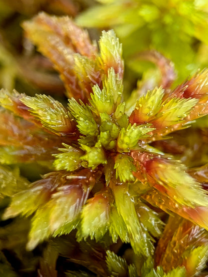 Lebendes Sphagnum : Sphagnum quinquefarium Female