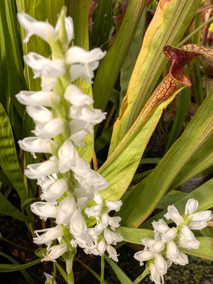 Spiranthes cernua