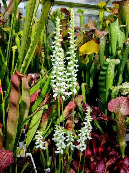 Spiranthes cernua