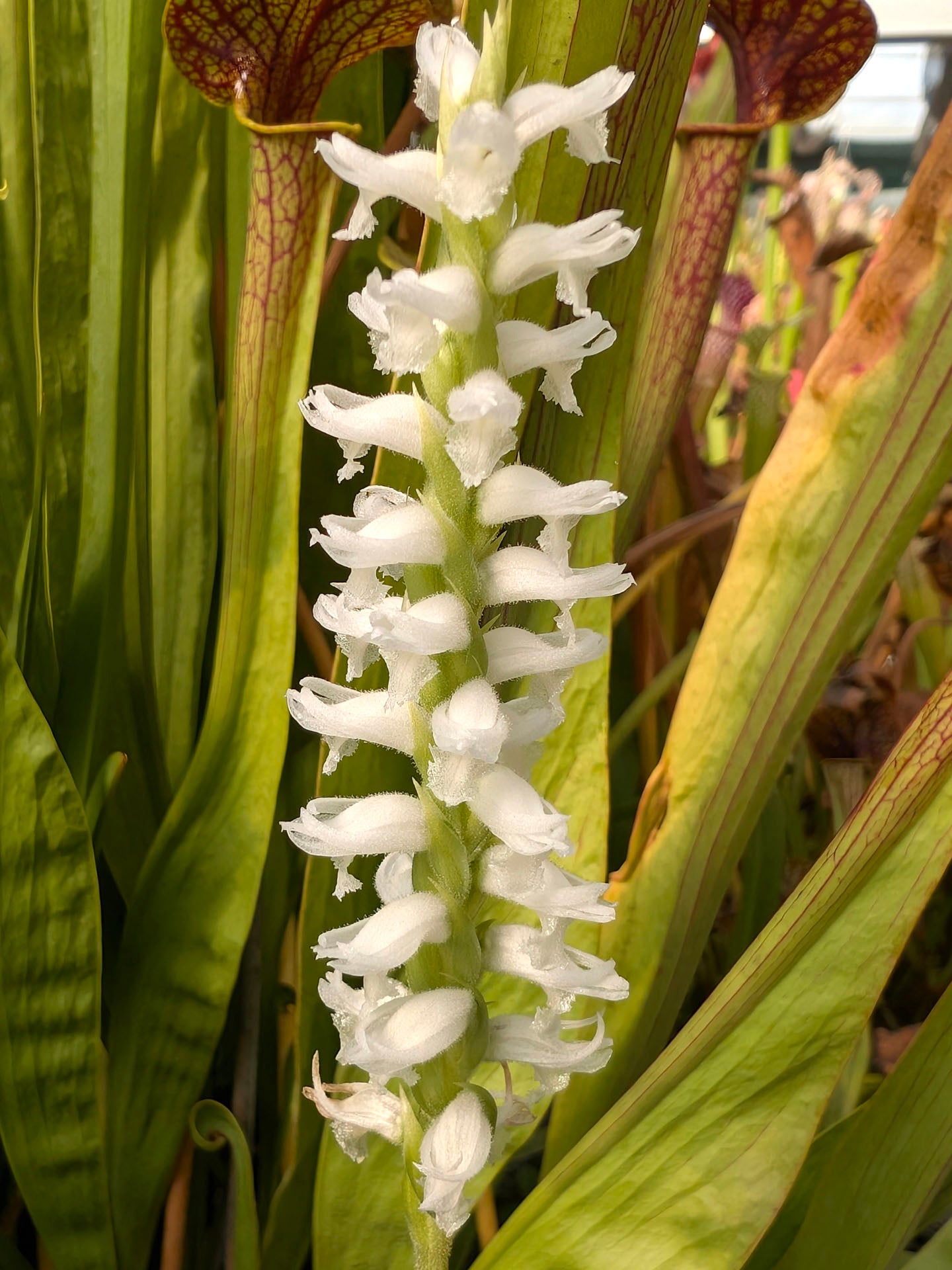 Spiranthes cernua