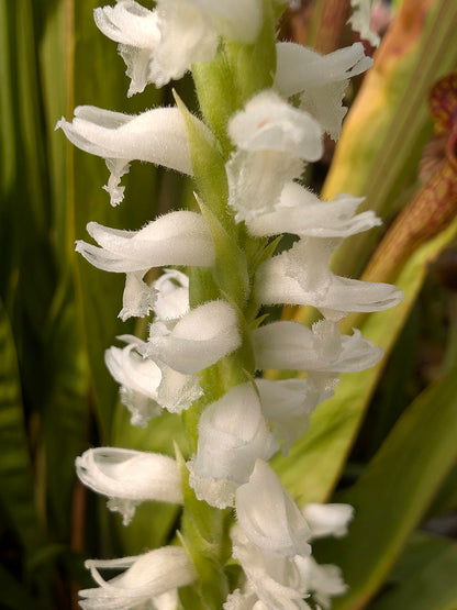 Spiranthes cernua