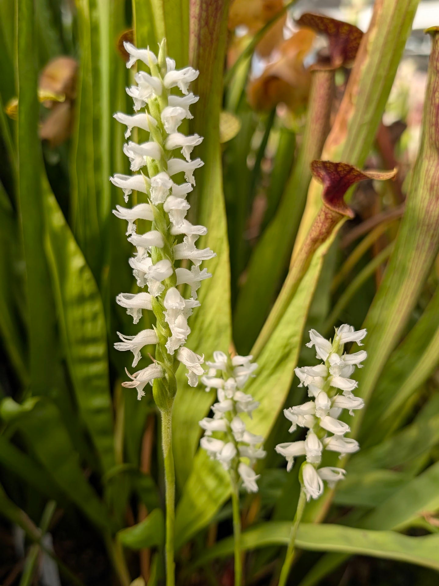 Spiranthes cernua