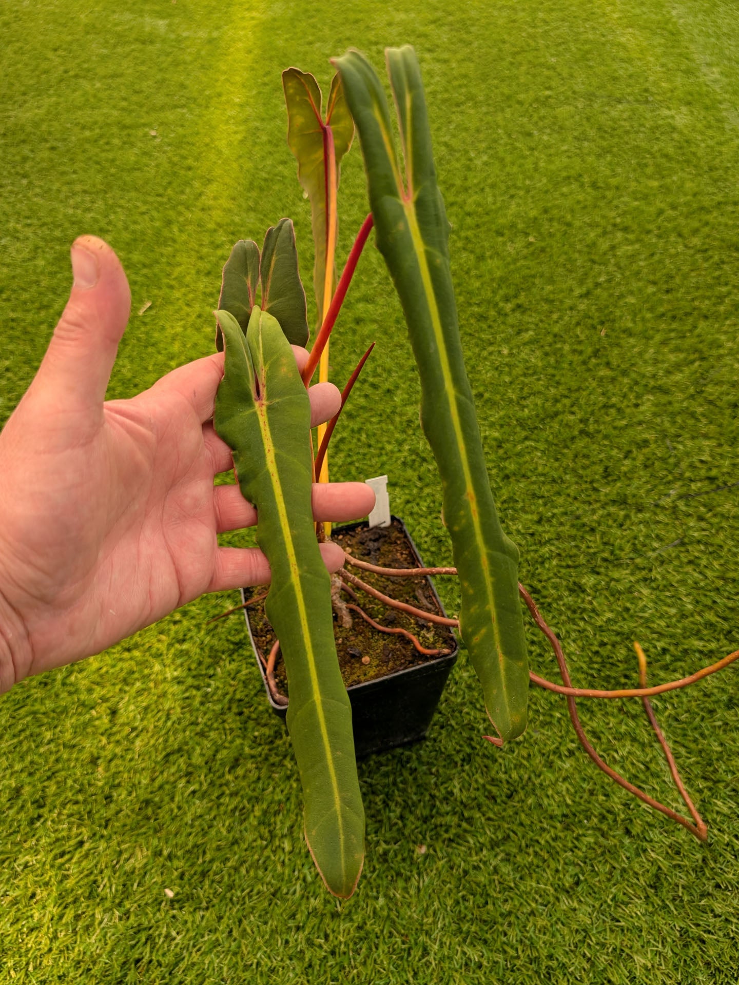 Philodendron spiritus-sancti