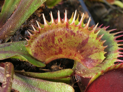 Dionaea muscipula „Spotty“