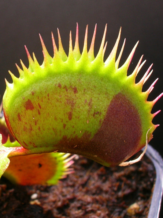 Dionaea muscipula „Spotty“