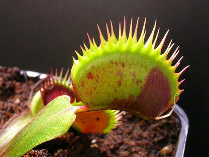 Dionaea muscipula „Spotty“
