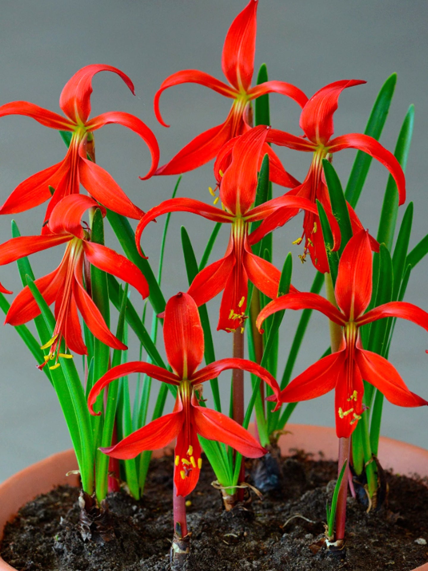 Sprekelia formosissima