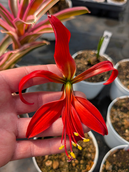 Sprekelia formosissima