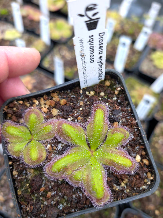 Drosera erythrorhiza squamosa