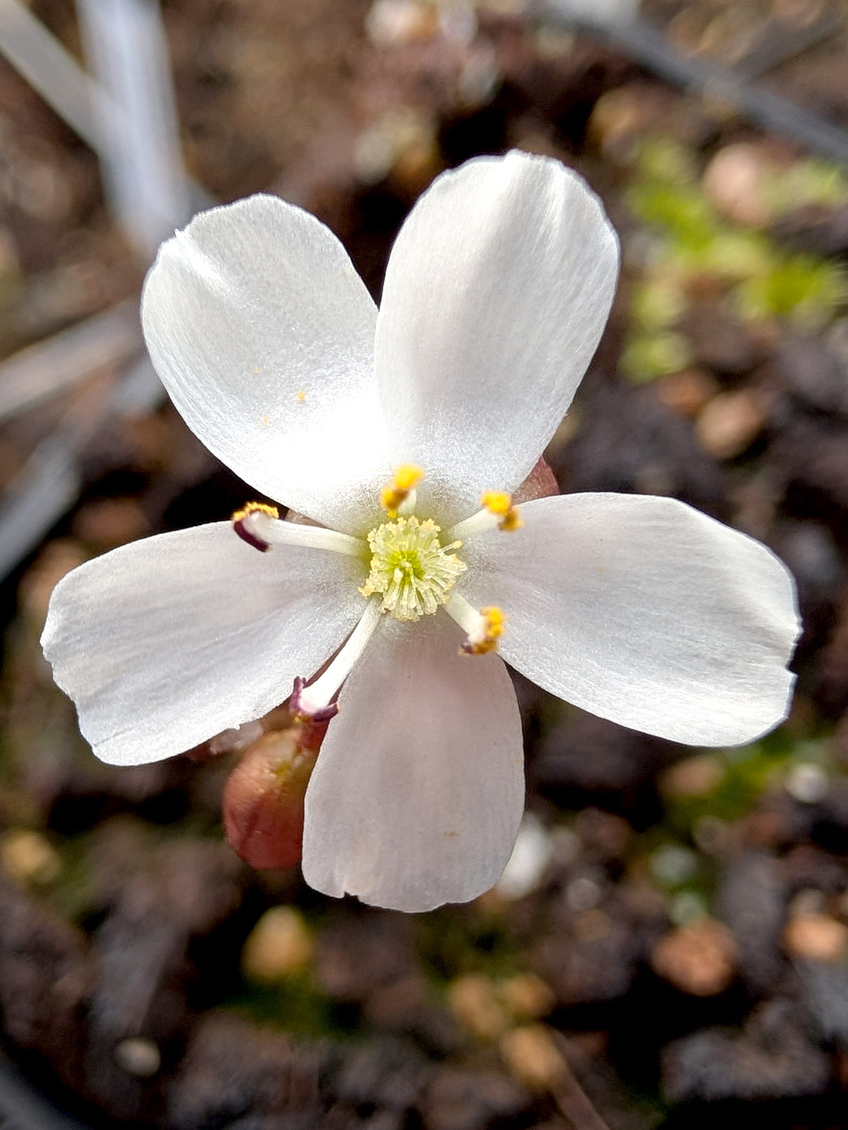 Drosera erythrorhiza squamosa 'Laterite Growing form' Kurragullen, West Australia