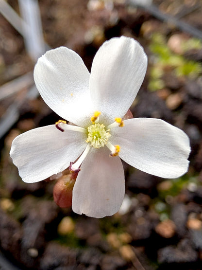 Drosera erythrorhiza squamosa 'Laterite Growing form' Kurragullen, West Australia